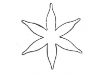 Calyx 6 petal - 1757